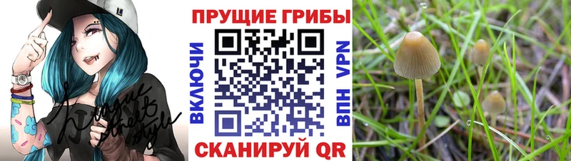 магазин  наркотиков  Нефтегорск  Галлюциногенные грибы прущие грибы 